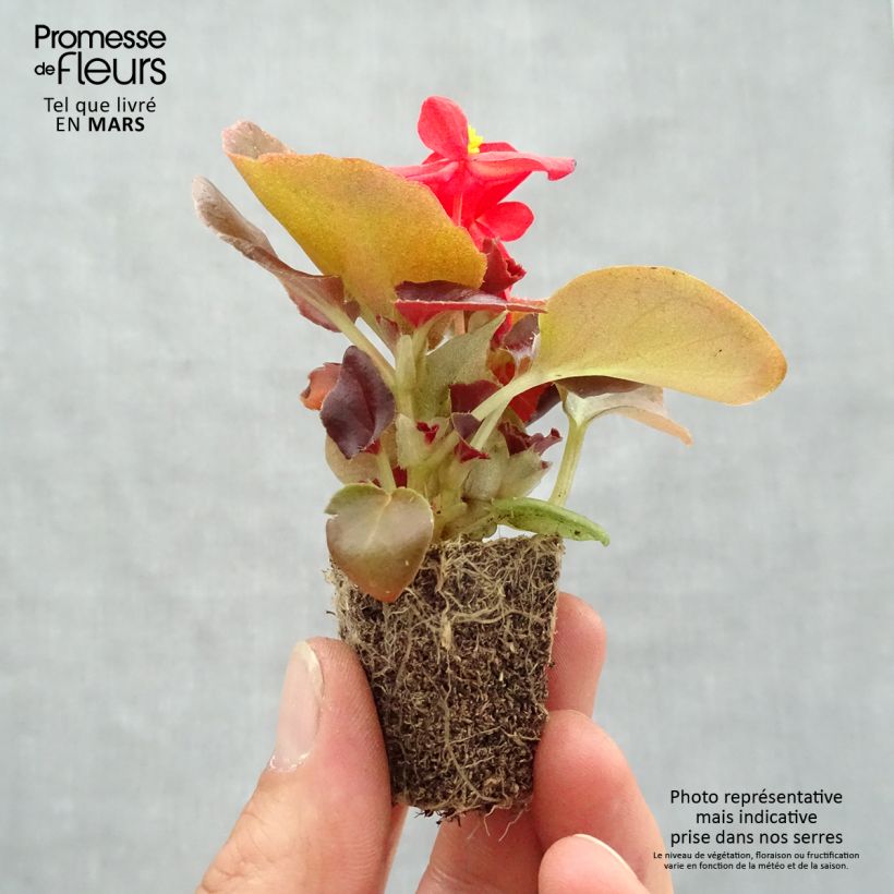 Begonietta Organdy F1 Mix Jardimotte: zolla da 3,8 cm x 3,2 cm in vassoio da 16 pezzi. esemplare consegnato in primavera