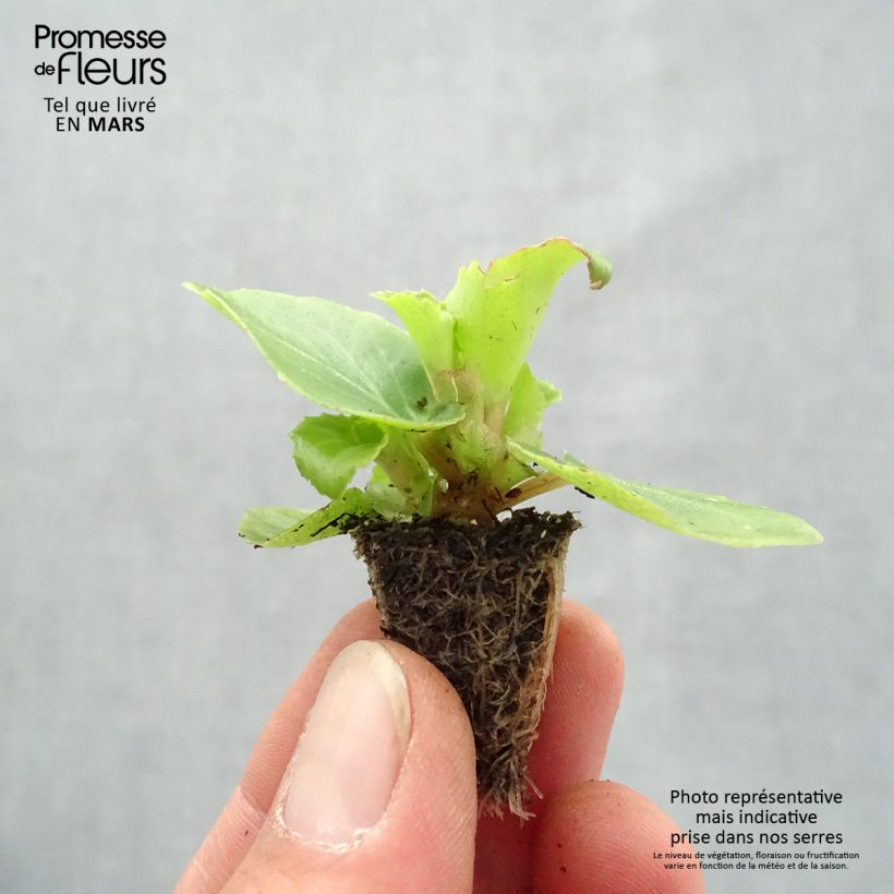 Begonietta Organdy F1 Mix Mini zolla: zolla da 2,2 cm x 2 cm in vassoio di coltivazione da 35 pezzi esemplare consegnato in primavera