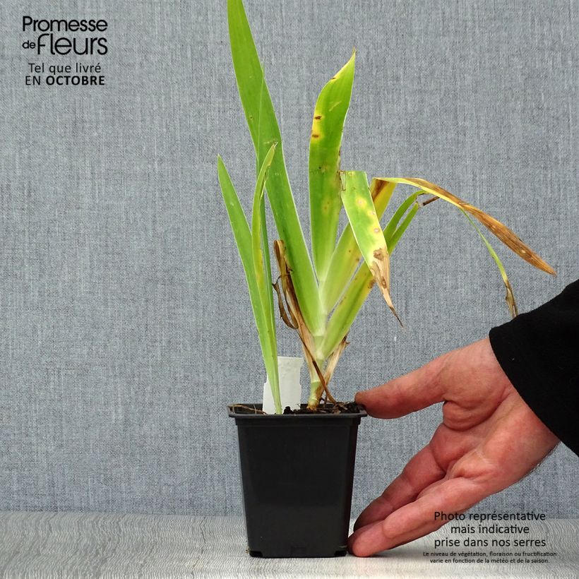 Esemplare di Belamcanda chinensis Hello Yellow Vasetto da 8/9 cm come consegnato in autunno