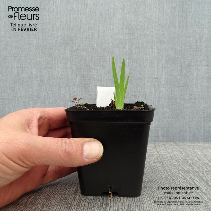 Belamcanda chinensis Hello Yellow Vasetto da 8/9 cm esemplare consegnato in inverno