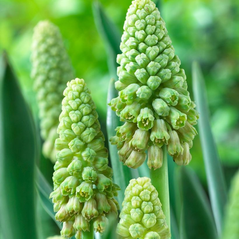 Bellevalia pycnantha Green Pearl (Fioritura)