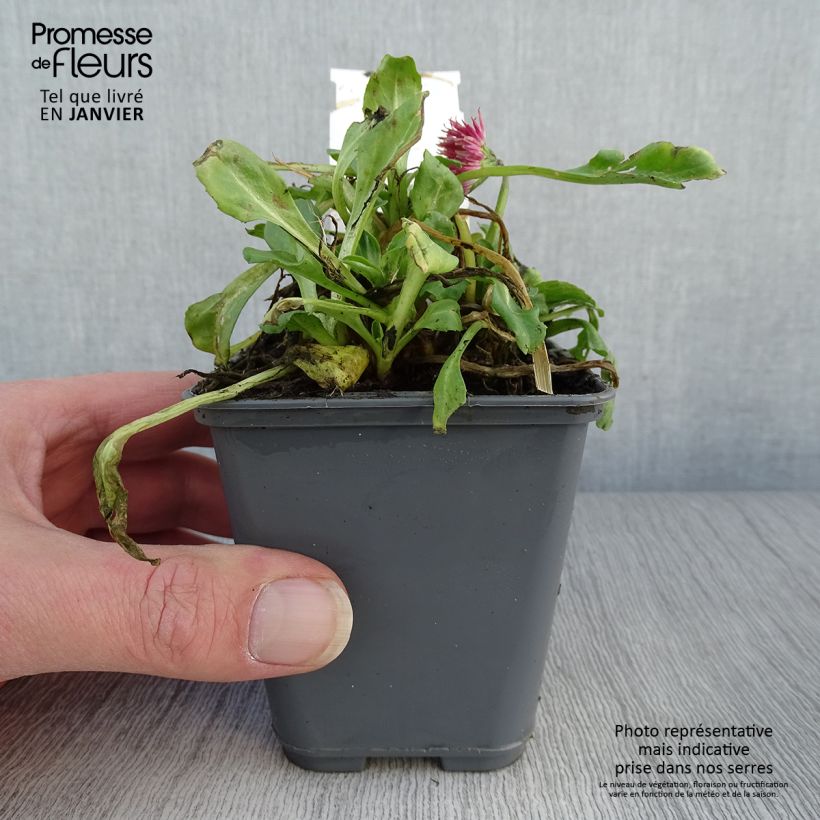 Bellis perennis Roode - Pratolina comune Vasetto da 8/9 cm esemplare consegnato in inverno