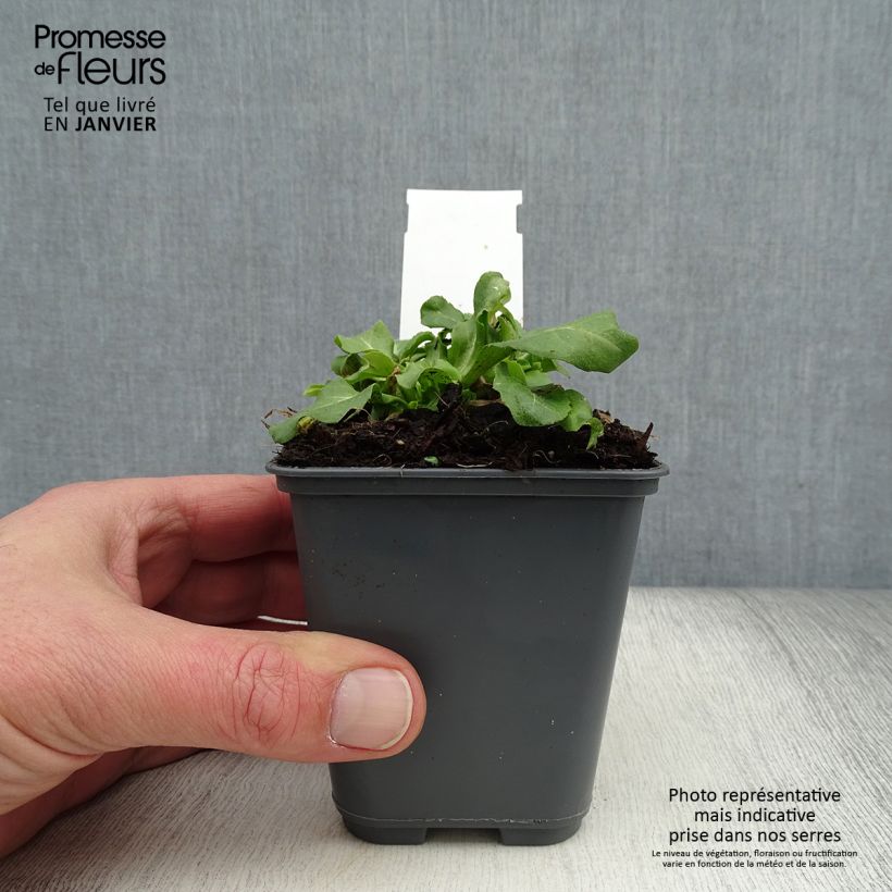 Bellis perennis Roze - Pratolina comune Vasetto da 7/8 cm esemplare consegnato in inverno