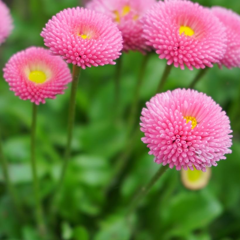 Bellis perennis Bellastar Compact Rose - Pratolina comune (Fioritura)
