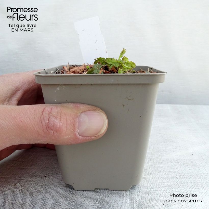 Geum Cocktail Alabama Slammer Vasetto da 8/9 cm esemplare consegnato in primavera