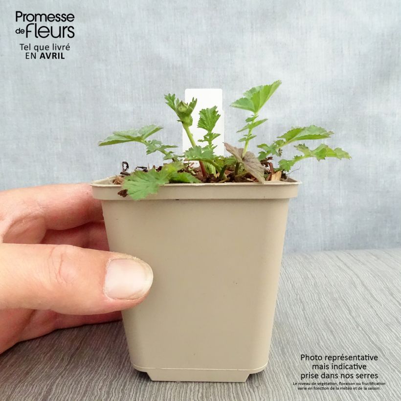 Geum chiloense Dolly North Vasetto da 8/9 cm esemplare consegnato in primavera