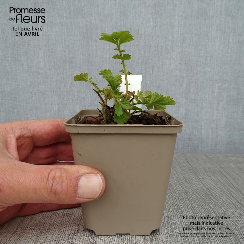 Geum Fire Storm Vasetto da 8/9 cm esemplare consegnato in primavera