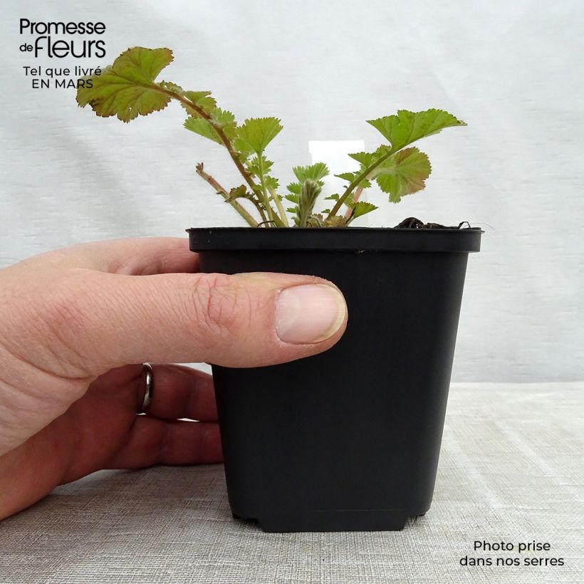 Geum Fire Storm Vasetto da 8/9 cm esemplare consegnato in inverno