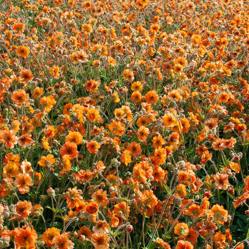 Geum Fire Storm (Porto)