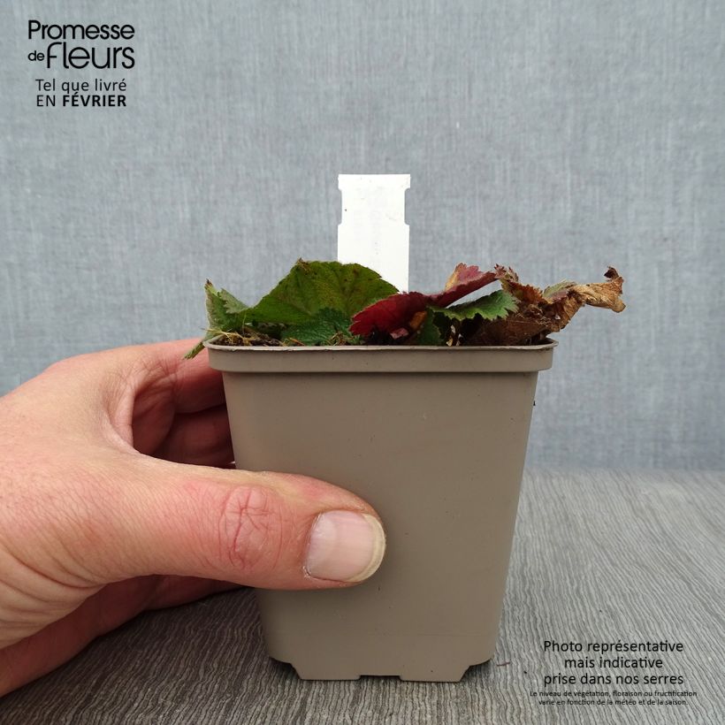 Geum chiloense Sigiswang Vasetto da 8/9 cm esemplare consegnato in inverno