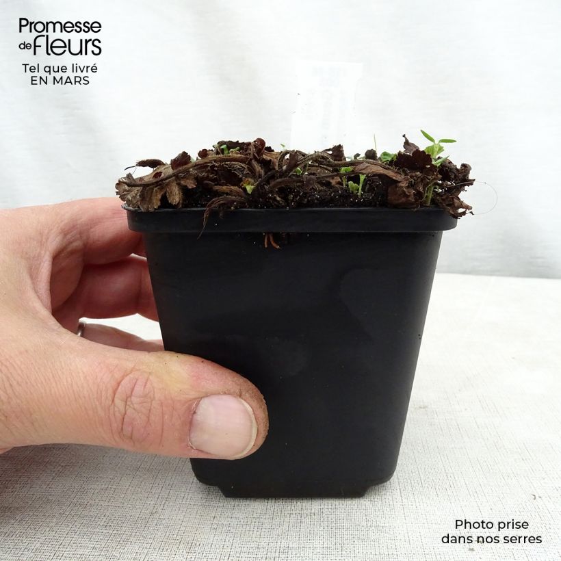 Geum rivale Album Vasetto da 8/9 cm esemplare consegnato in primavera