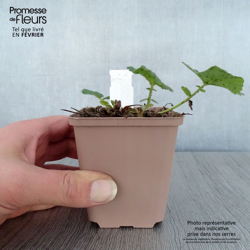 Geum rivale Album Vasetto da 8/9 cm esemplare consegnato in inverno