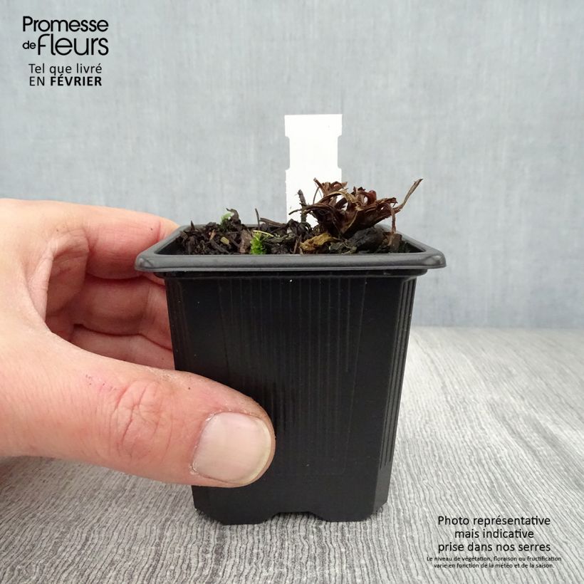 Geum rivale Coppertone Vasetto da 8/9 cm esemplare consegnato in inverno