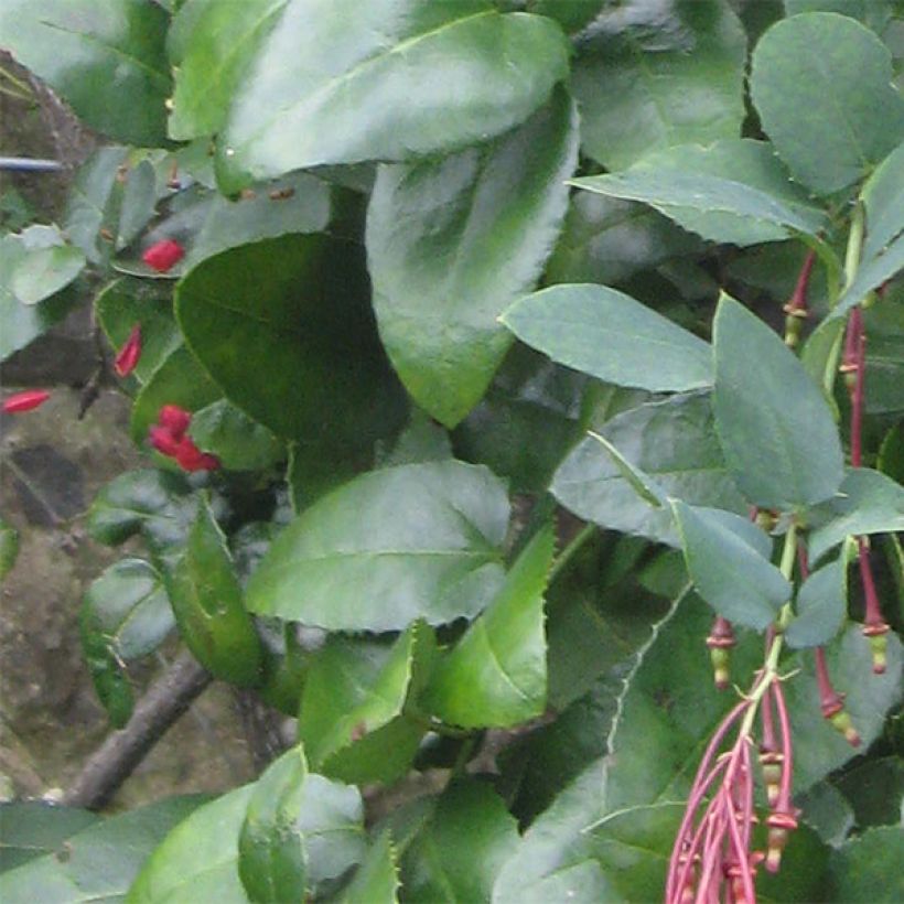 Berberidopsis corallina (Fogliame)
