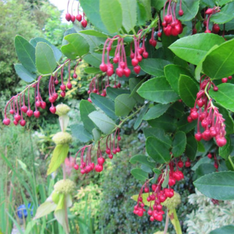 Berberidopsis corallina (Fioritura)