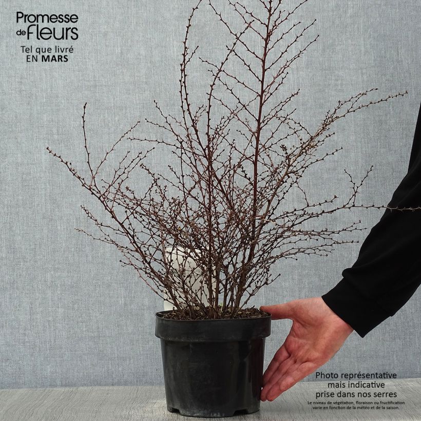 Berberis thunbergii Golden Dream - Crespino giapponese Vaso da 2L/3L esemplare consegnato in inverno