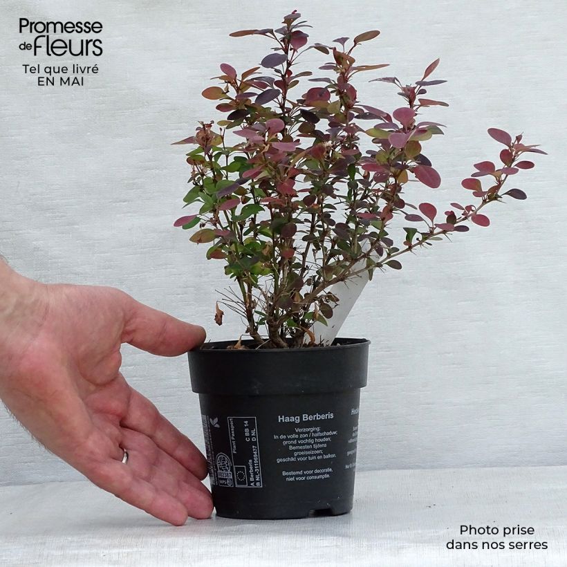Berberis thunbergii Atropurpurea - Crespino Porpora Giapponese Vasetto da 8/9 cm esemplare consegnato in primavera