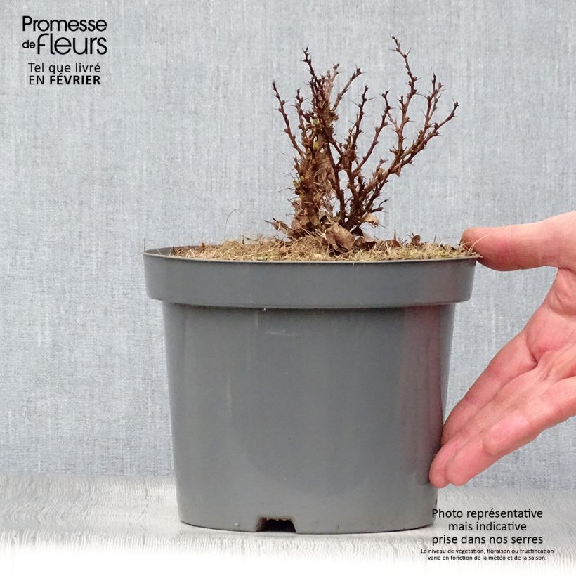 Berberis thunbergii Bagatelle - Crespino giapponese Vaso da 2L/3L esemplare consegnato in inverno