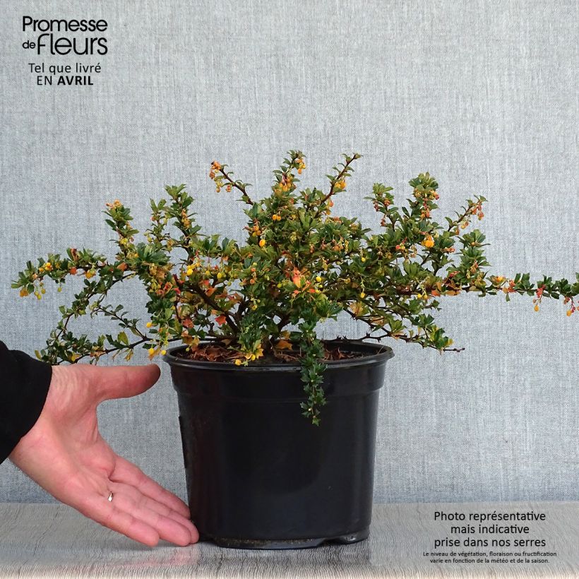 Berberis darwinii Compacta - Crespino di Darwin Vaso da 3L/4L esemplare consegnato in primavera