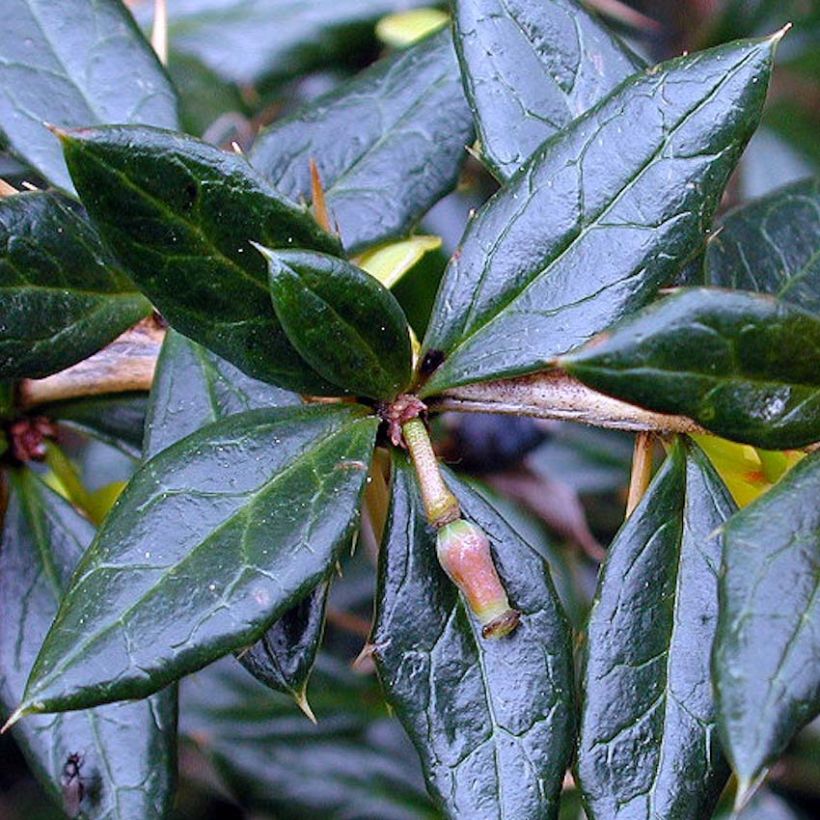 Berberis frikartii Amstelveen - Crespino (Fogliame)