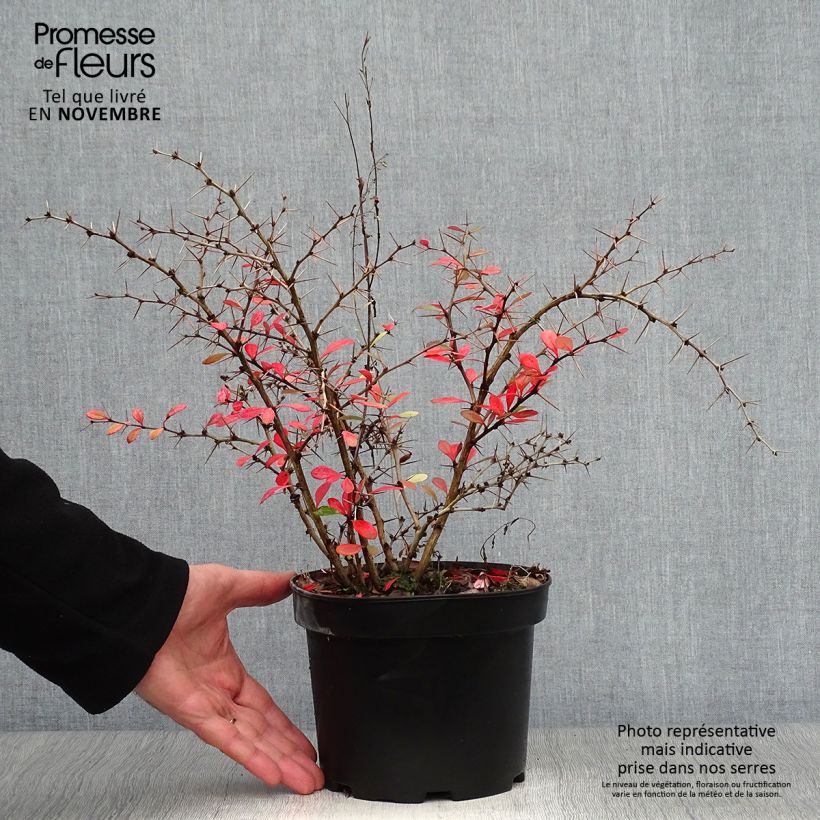 Esemplare di Berberis media Parkjuweel - Crespino Vaso da 2L/3L come consegnato in autunno