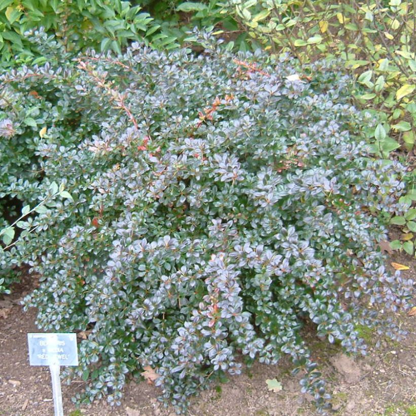 Berberis media Red Jewel - Crespino (Porto)
