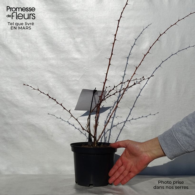Berberis ottawensis Auricoma - Crespino Vaso da 3L/4L esemplare consegnato in primavera