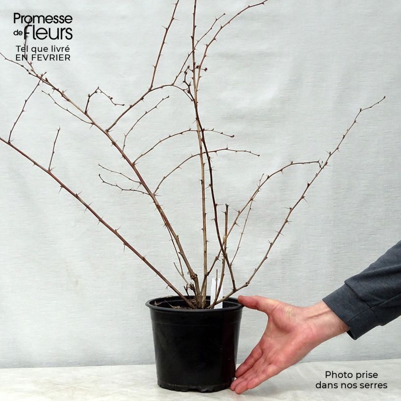 Berberis ottawensis Superba - Crespino Vaso da 3L/4L esemplare consegnato in inverno