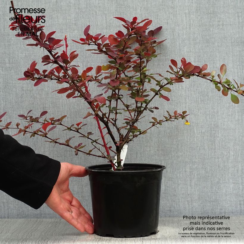 Berberis ottawensis Superba - Crespino Vaso da 3L/4L esemplare consegnato in primavera