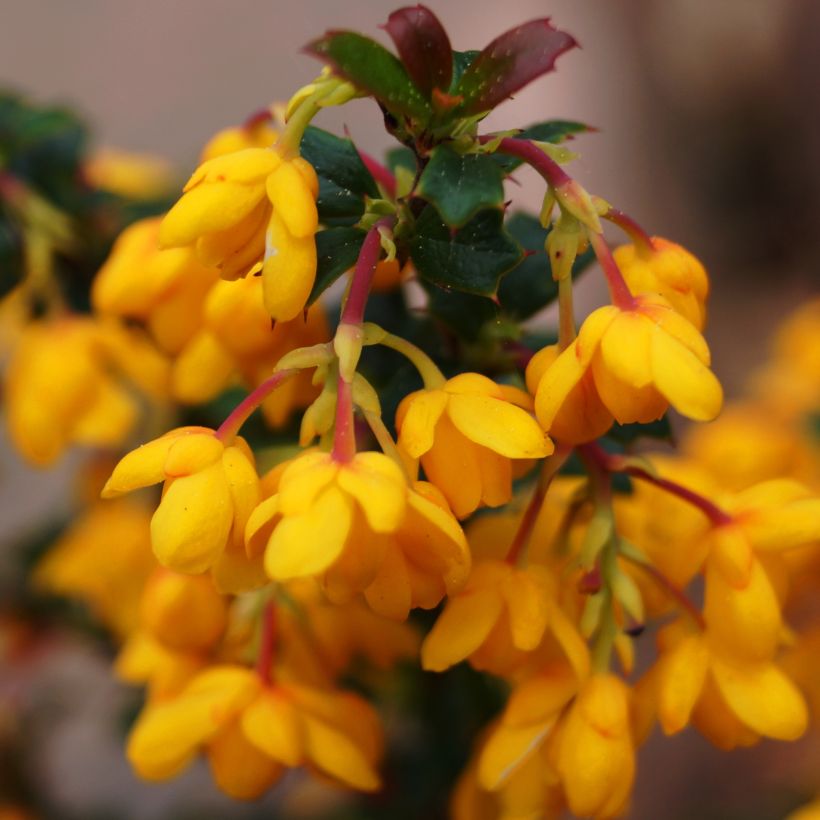 Berberis stenophylla Corallina Compacta - Crespino (Fioritura)
