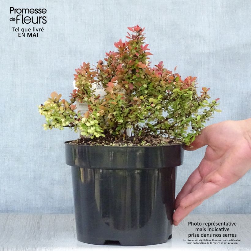 Berberis thunbergii Admiration - Crespino giapponese Vaso da 2L/3L esemplare consegnato in primavera