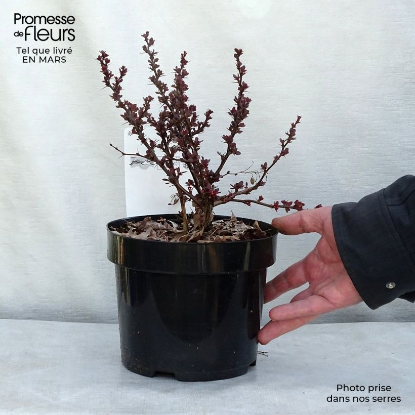 Berberis thunbergii Atropurpurea Nana - Crespino Porpora Giapponese Nano Vaso da 2L/3L esemplare consegnato in inverno