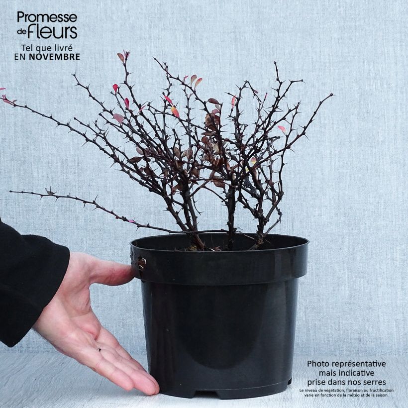 Esemplare di Berberis thunbergii Atropurpurea Nana - Crespino Porpora Giapponese Nano Vaso da 2L/3L come consegnato in autunno