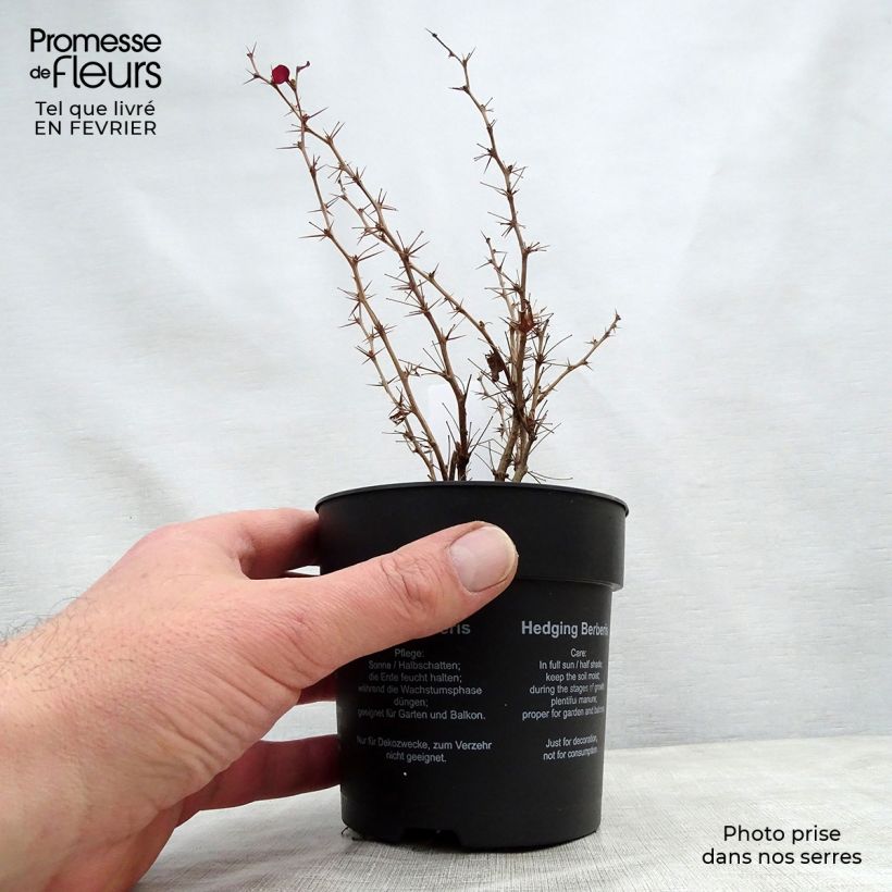 Berberis thunbergii Atropurpurea - Crespino Porpora Giapponese Vasetto da 8/9 cm esemplare consegnato in inverno