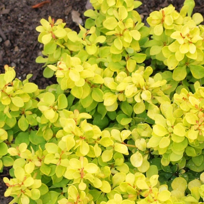 Berberis thunbergii Bonanza Gold - Crespino giapponese (Fogliame)