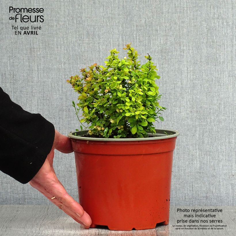 Berberis thunbergii Bonanza Gold - Crespino giapponese Vaso da 2L/3L esemplare consegnato in primavera