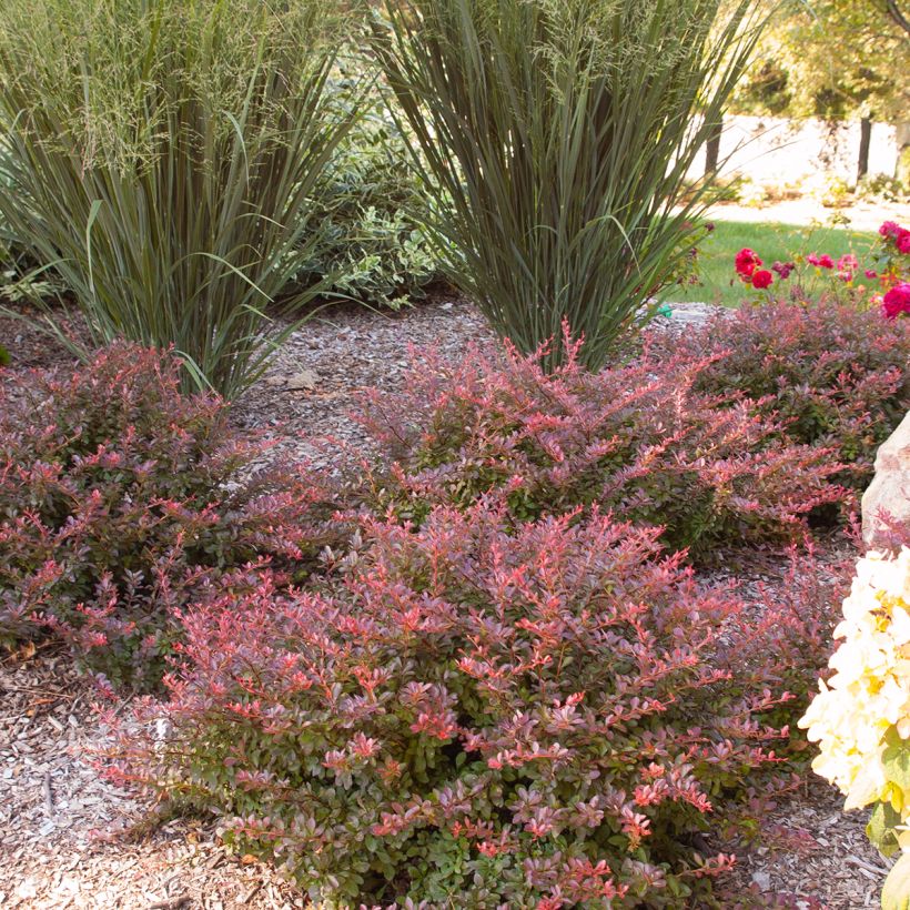 Berberis thunbergii Cabernet - Crespino giapponese (Porto)