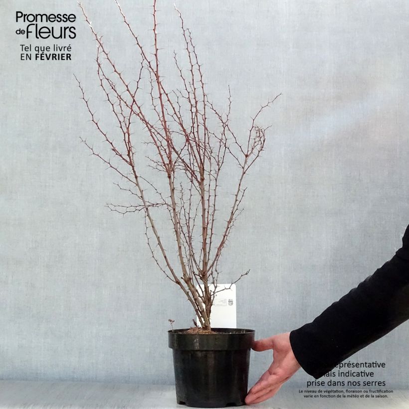 Berberis thunbergii Vaso da 2L/3L esemplare consegnato in inverno