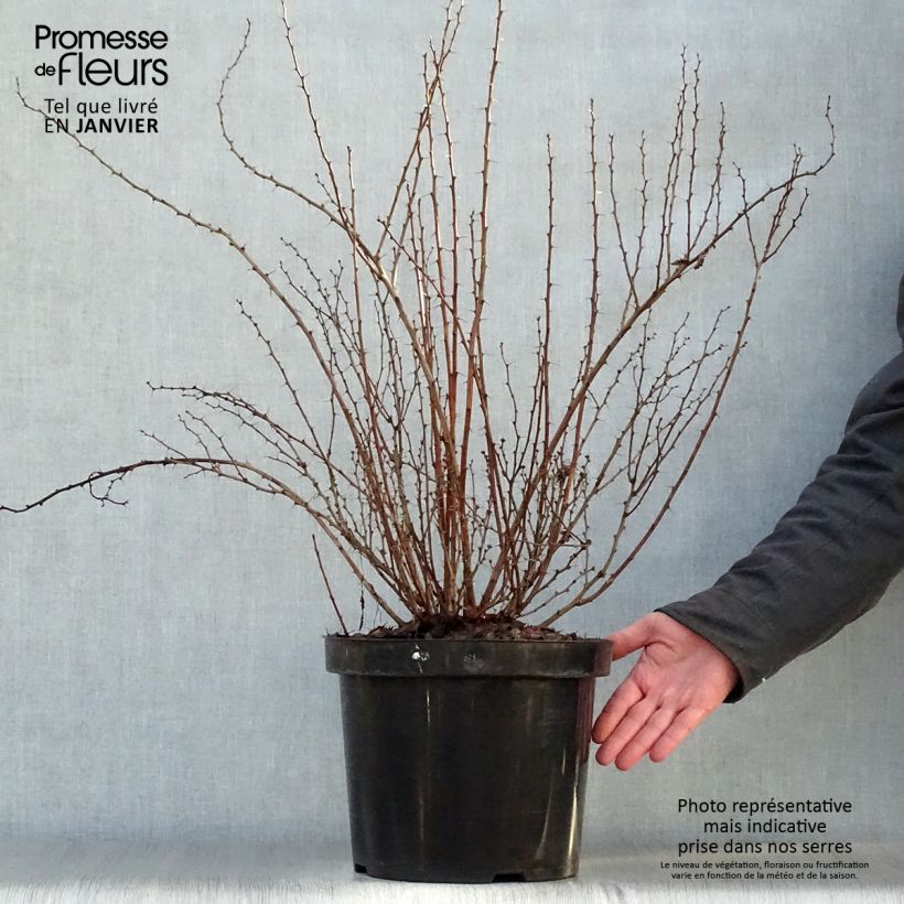 Berberis thunbergii Golden Rocket - Crespino giapponese Vaso da 7,5L/10L esemplare consegnato in inverno