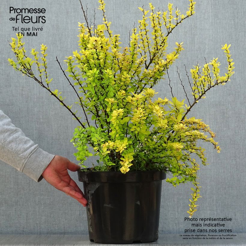 Berberis thunbergii Golden Rocket - Crespino giapponese Vaso da 7,5L/10L esemplare consegnato in primavera