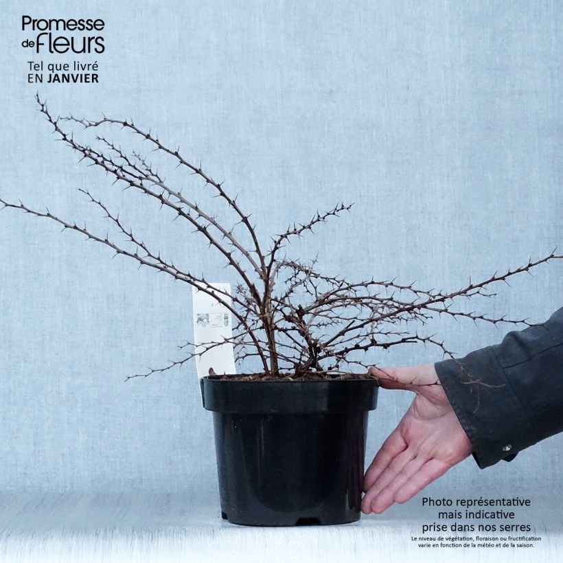 Berberis thunbergii Green Carpet - Crespino giapponese Vaso da 3L/4L esemplare consegnato in inverno