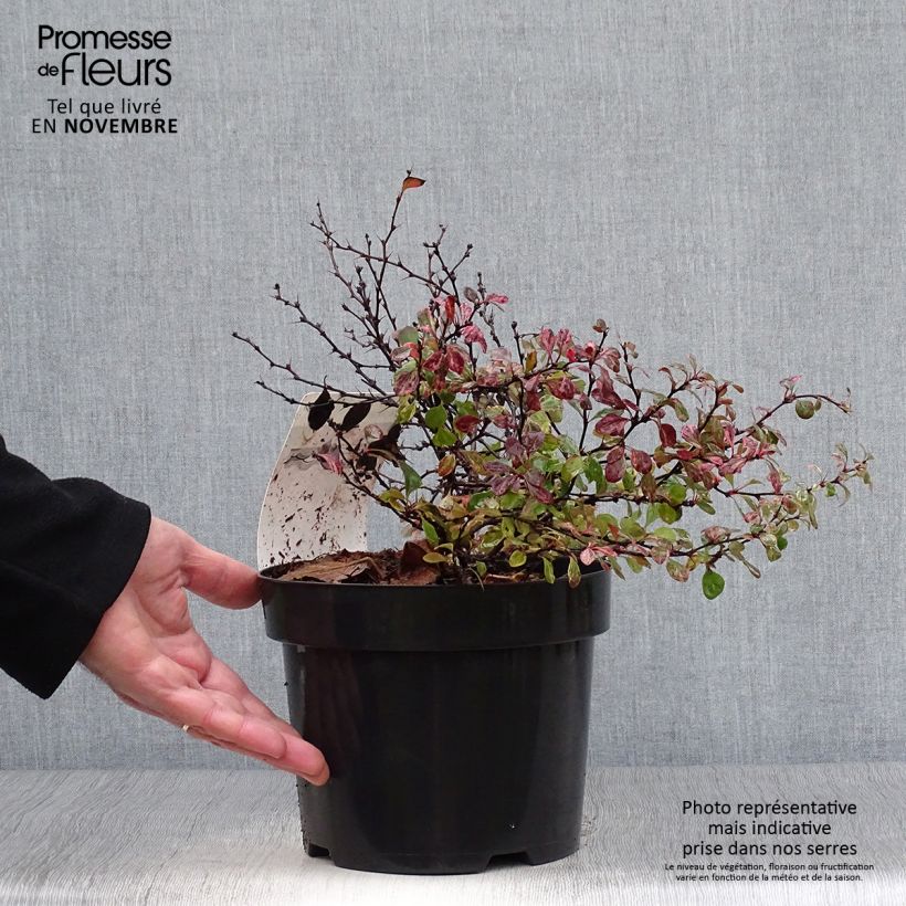 Esemplare di Berberis thunbergii Inspiration - Crespino giapponese Vaso da 2L/3L come consegnato in autunno