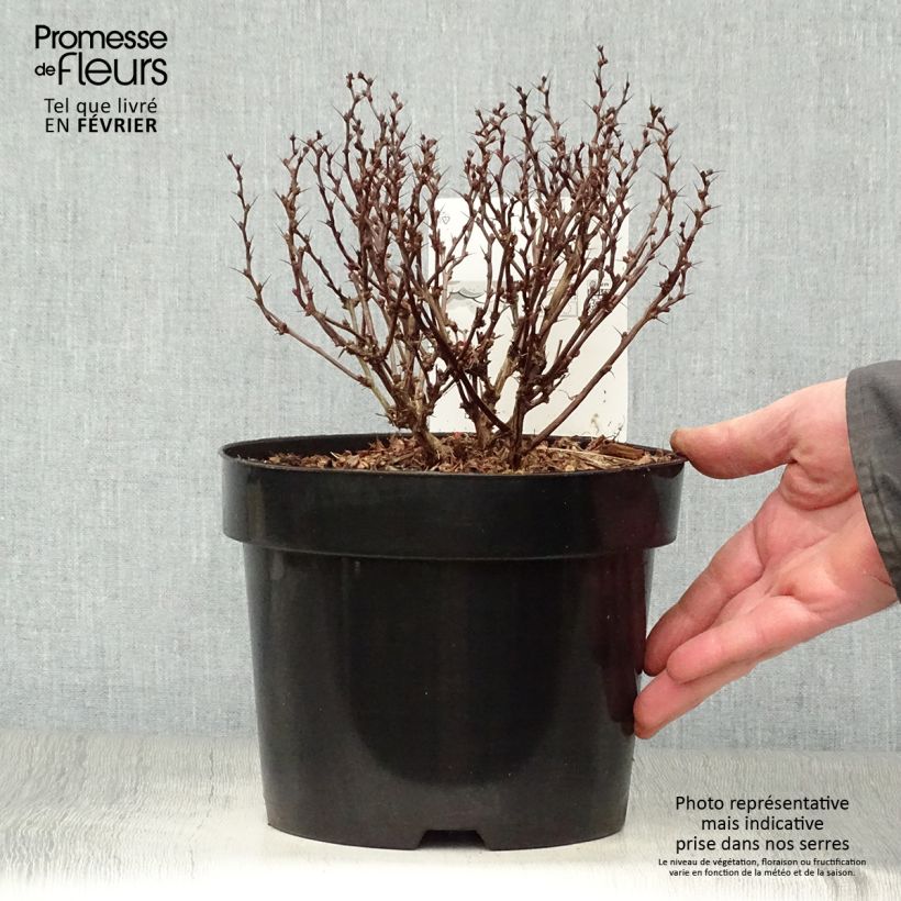 Berberis thunbergii Inspiration - Crespino giapponese Vaso da 2L/3L esemplare consegnato in inverno