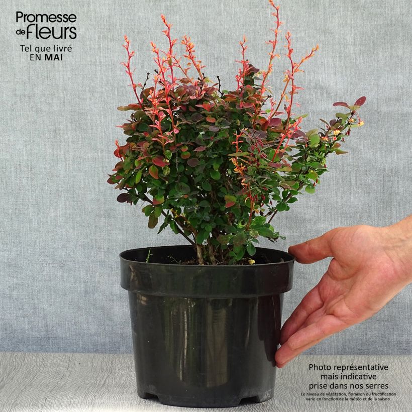 Berberis thunbergii Inspiration - Crespino giapponese Vaso da 2L/3L esemplare consegnato in primavera