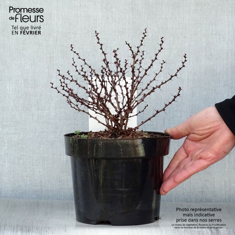 Berberis thunbergii Kobold - Crespino giapponese Vaso da 2L/3L esemplare consegnato in inverno