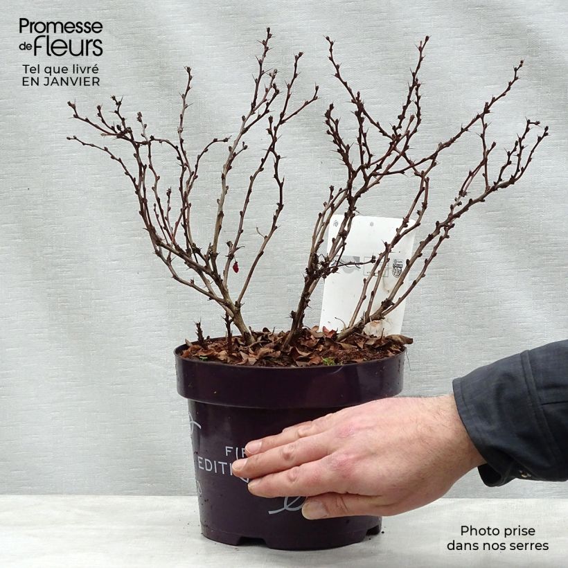 Berberis thunbergii Limoncello - Crespino giapponese Vaso da 3L/4L esemplare consegnato in inverno