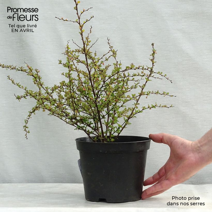 Berberis thunbergii Natasza - Crespino giapponese Vaso da 2L/3L esemplare consegnato in primavera