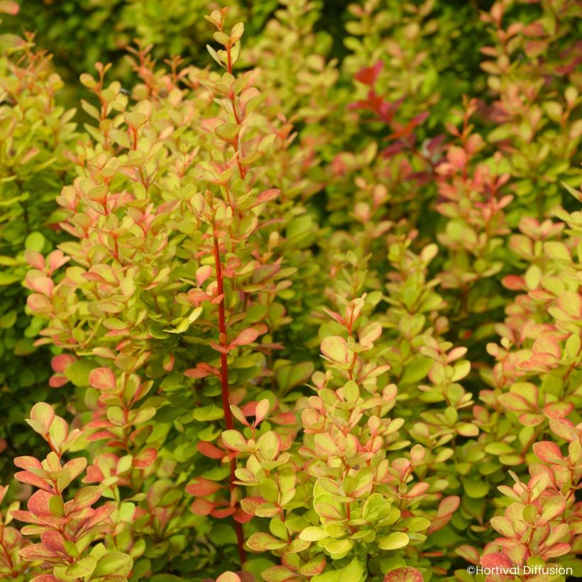 Berberis thunbergii Orange Torch - Crespino giapponese (Fogliame)
