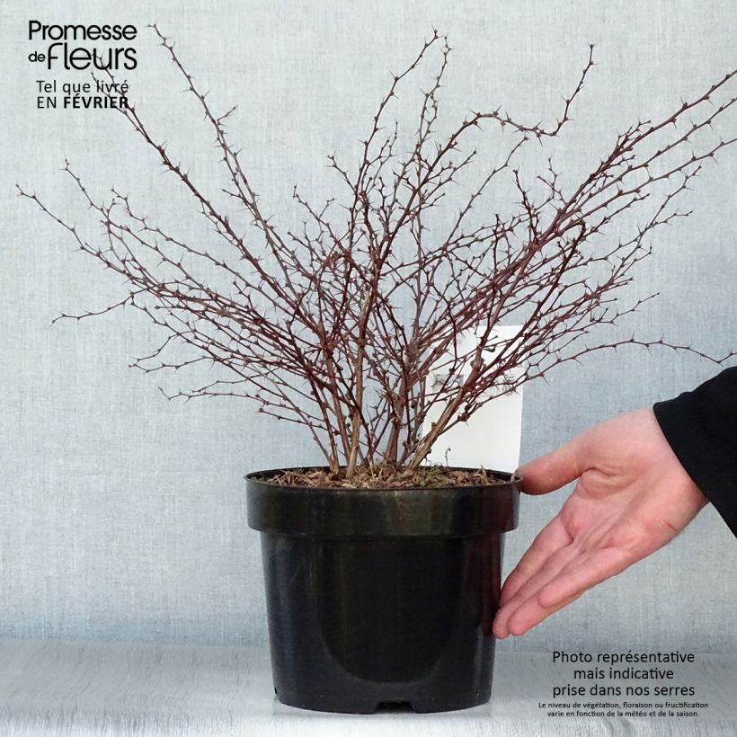Berberis thunbergii Orange Dream - Crespino giapponese Vaso da 2L/3L esemplare consegnato in inverno