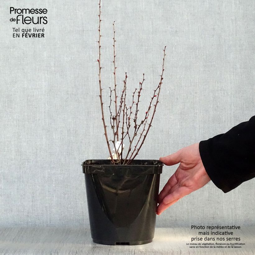 Berberis thunbergii Orange Rocket - Crespino giapponese Vaso da 3L/4L esemplare consegnato in inverno